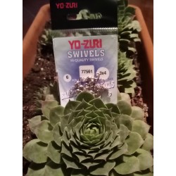 GIRELLE DOPPIE SNODATE